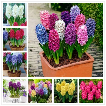 

Colorful Plant Flower Bath Salts Hyacinth Essence 100Pcs XZZ-02