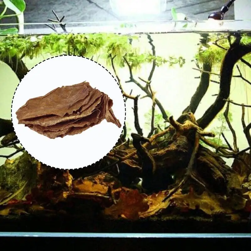 20 шт. индийский миндаль Lour Tree Оливковый лист для аквариумной воды, чтобы сбалансировать кислотность Ph высокое качество натуральные листочки катаппы Terminalia