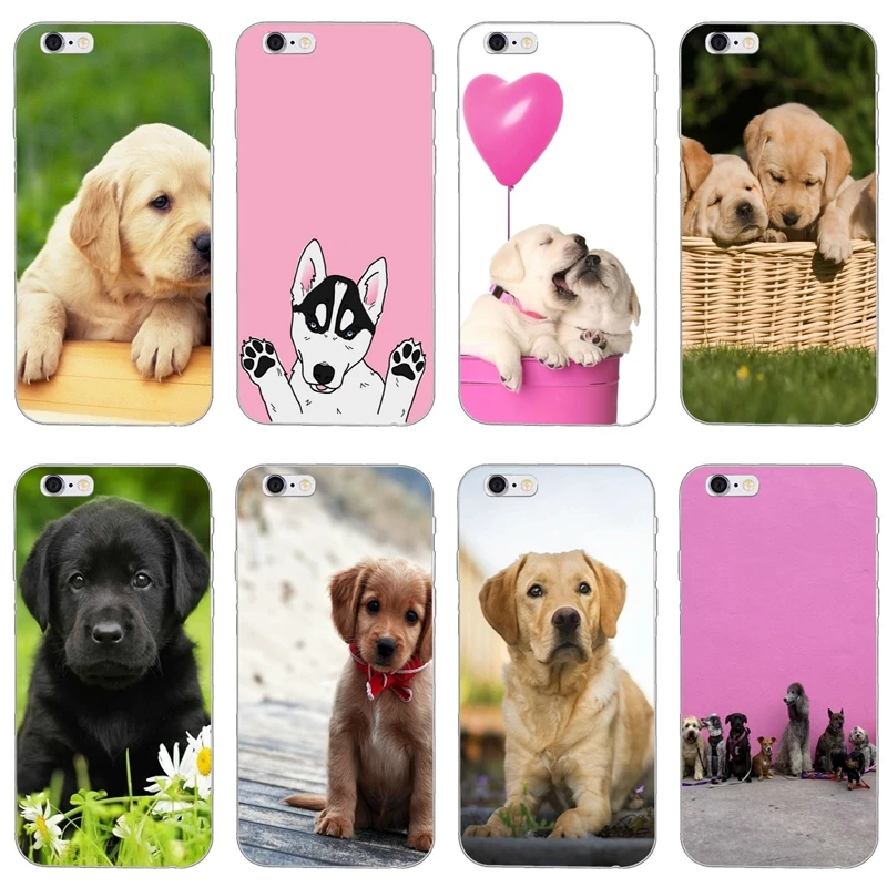 accessories for labrador puppies