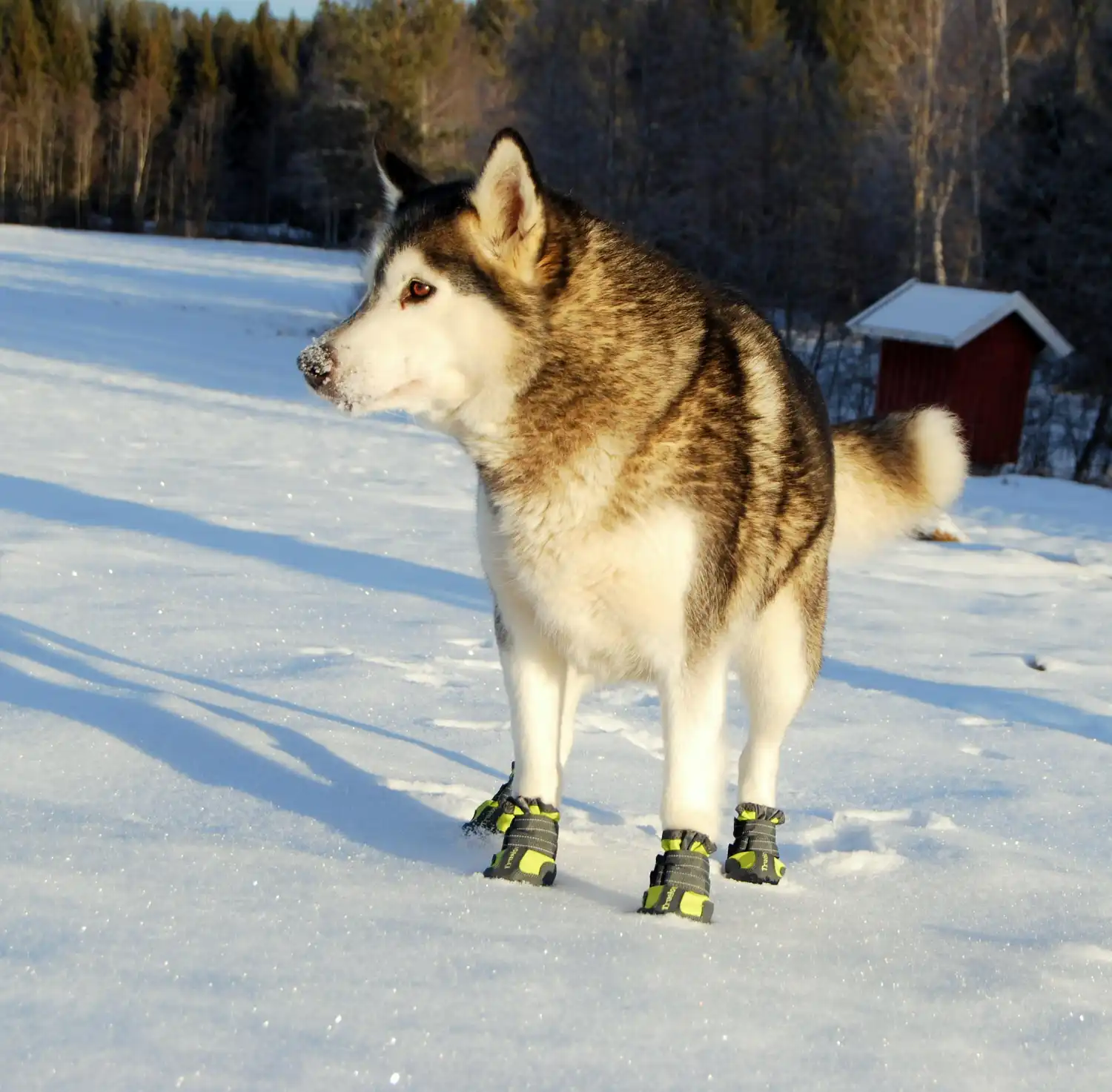 Truelove Pet Waterproof Dog Shoes Outdoor Walking Rain Shoes Puppy