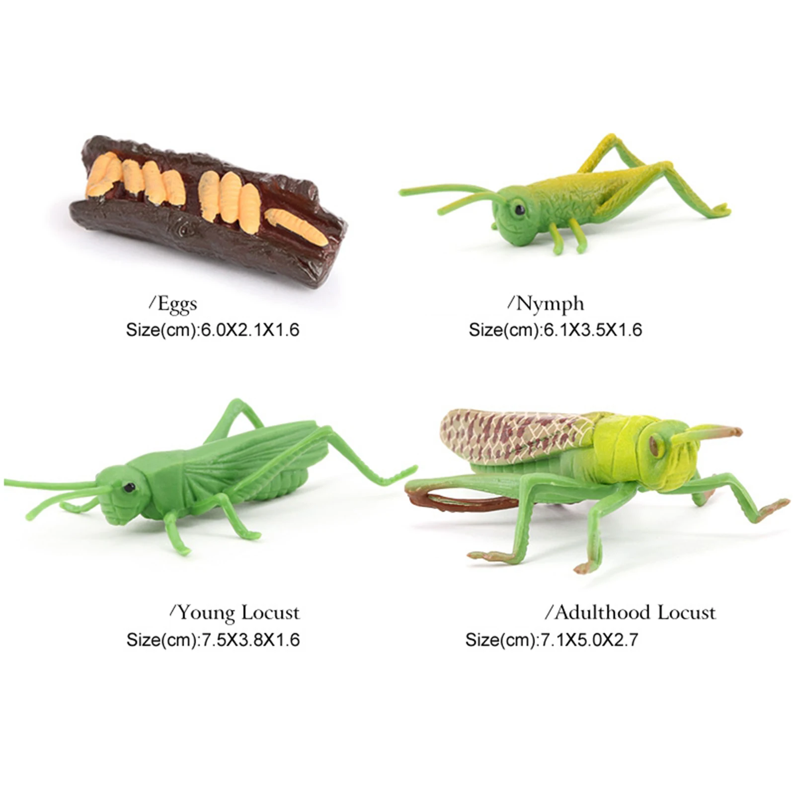 Simulation Natur Grasshopper Wachstum Vorschule Cognitive Toys Themed Party 