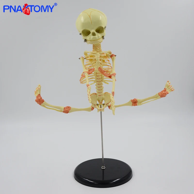 Детская каркасная модель 37 см