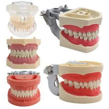 Modelo dental dentes modelo modelo de ensino dental modelo padrão com 32 parafuso-em dentes demonstração goma dura macia 28 24 dentes