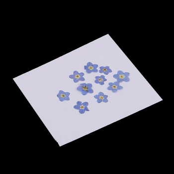 

10pcs Pressed Dried Flowers Forget Me Not For Scrapbooking Embellishment DIY Craft Wedding Card Jewelry Making Phone Case Decors