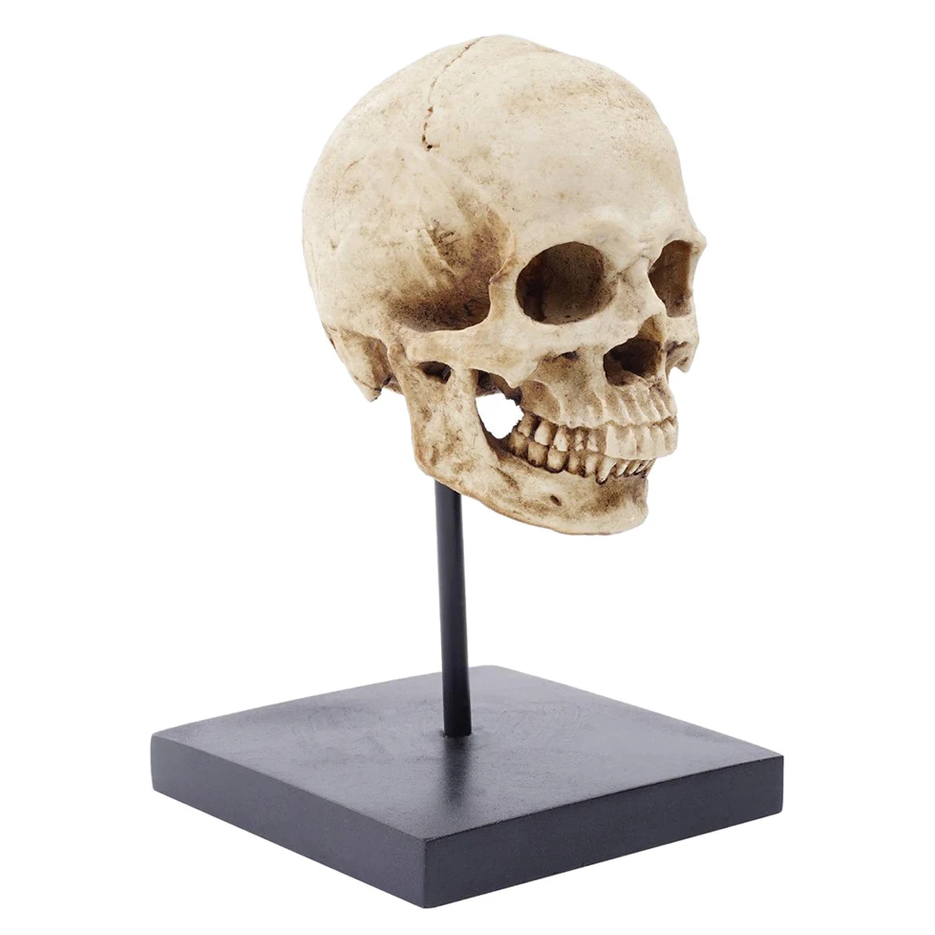 Life Size Human Skull Statue 1:1 Replica Realistic Human Adult Skull Head Bone Model Home Decor 3.9x3.9x4cm