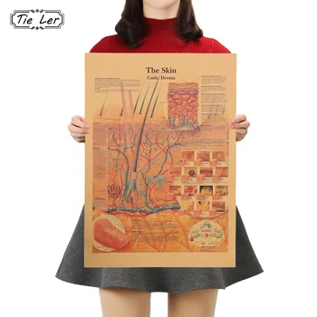 

TIE LER Retro Human Body Skin Structure Diagram Skin Surface Nerve Diagram Poster Home Decor Kraft Paper Wall Sticker 42x30cm