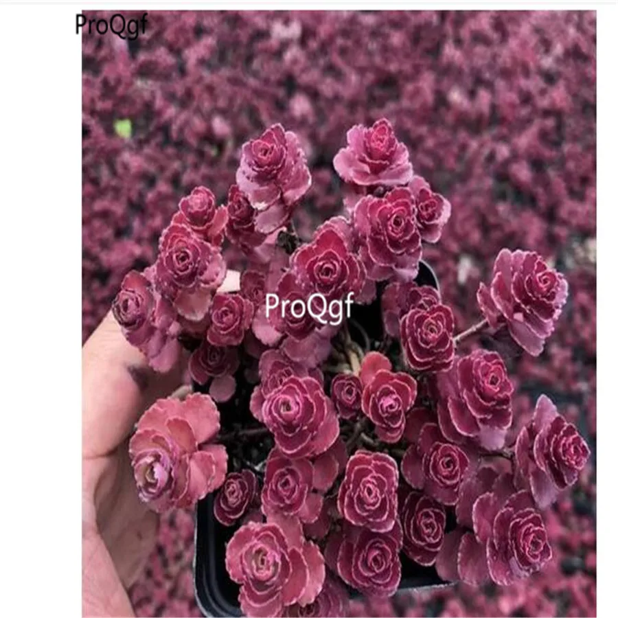 Ngryise 1 шт. набор Phedimus spurius Schorbusser Blut