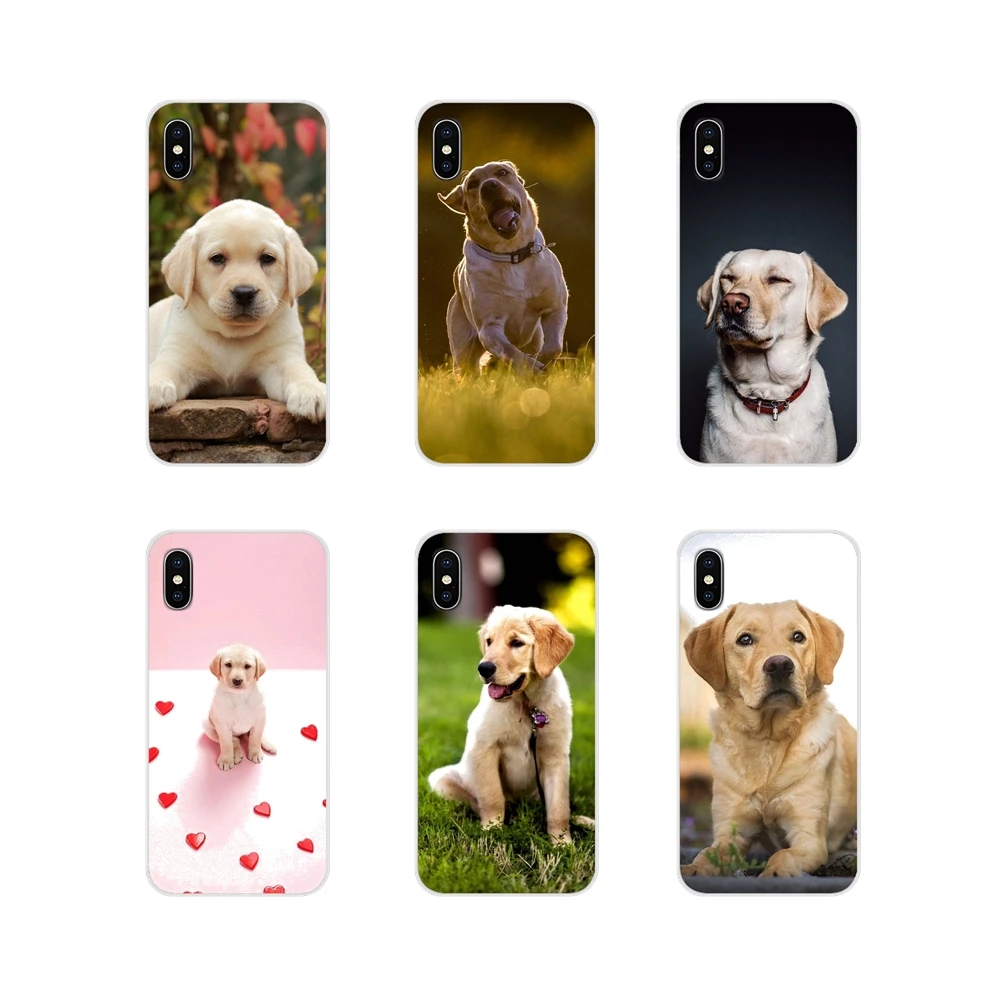 accessories for labrador puppies