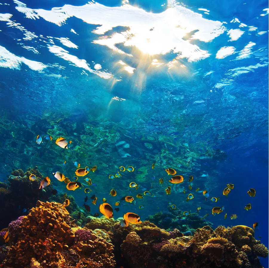 

8x8FT Sunshine Sea Aquarium Fish Herd Rocks Bed Custom Photography Studio Backgrounds Backdrops Vinyl 240cm x 240cm
