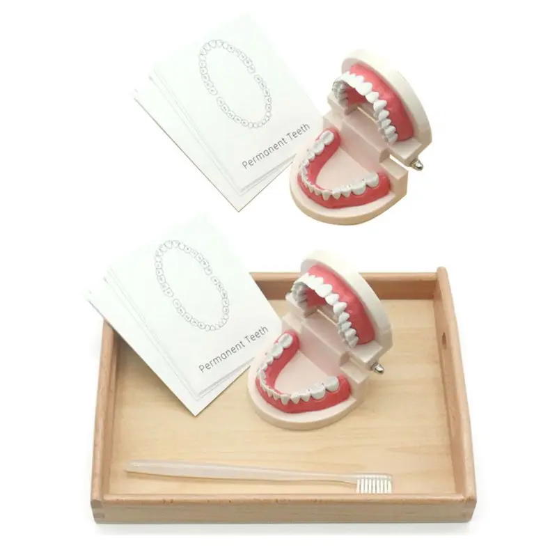 

Kids Learning Brushing Tooth Aids Toddler Practical Life Simulated Tooth Toys