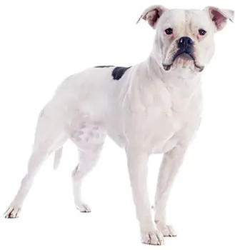 

Dinghy Tuzik overalls Bulldog sports a warm dog