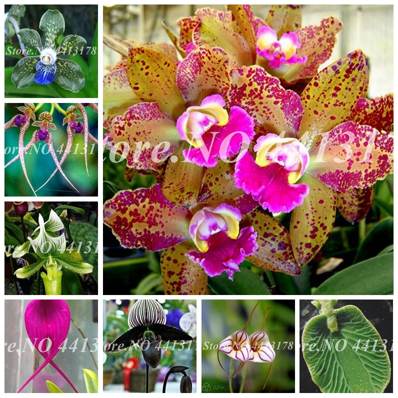 

Sales! 100 pcs/ bag Bonsai Orchid Flower Outdoor & Indoor Blooming Potted Flore Perennial Garden Plant for Home Garden Decor