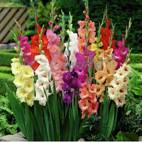 100 шт./пакет, Gladiolus, Gladiolus Цветочный бонсай, Gladiolus flores красивые садовые растения