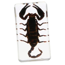 Настоящее нсекомое образец школьного образовательного учебно-обучающего оборудования-Черный скорпион B