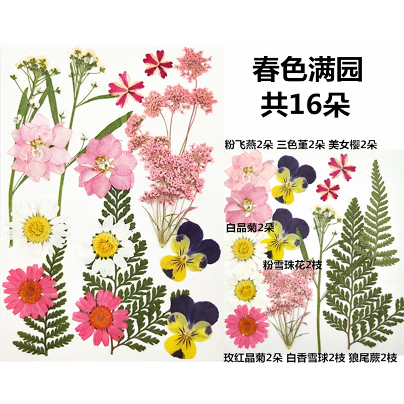 QIAOQIAO DIY маленькие сушеные цветы прессованные цветы DIY консервированные Цветочные украшения для дома мини-цветочки - Цвет: GHZH-28