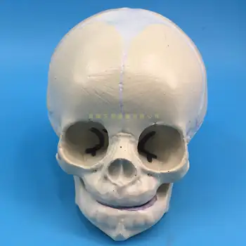 

Baby skull model small head l infant skull skeleton model