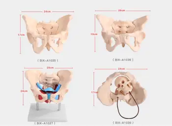 

Male/female pelvis model female pelvic floor muscle model medical midwifery teaching model skeleton model
