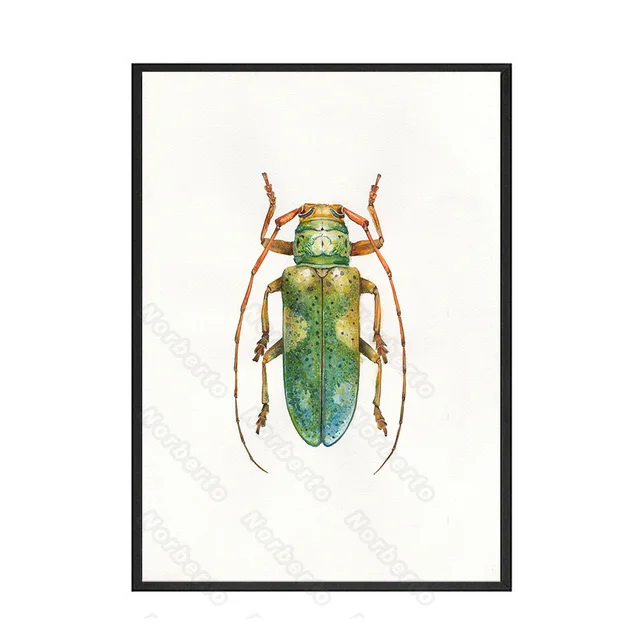 Many Beetles Insects Specimens Modern Realistic Style Canvas Painting Wall Poster Hd Print Home Rooms Bedroom Wall Decoration D