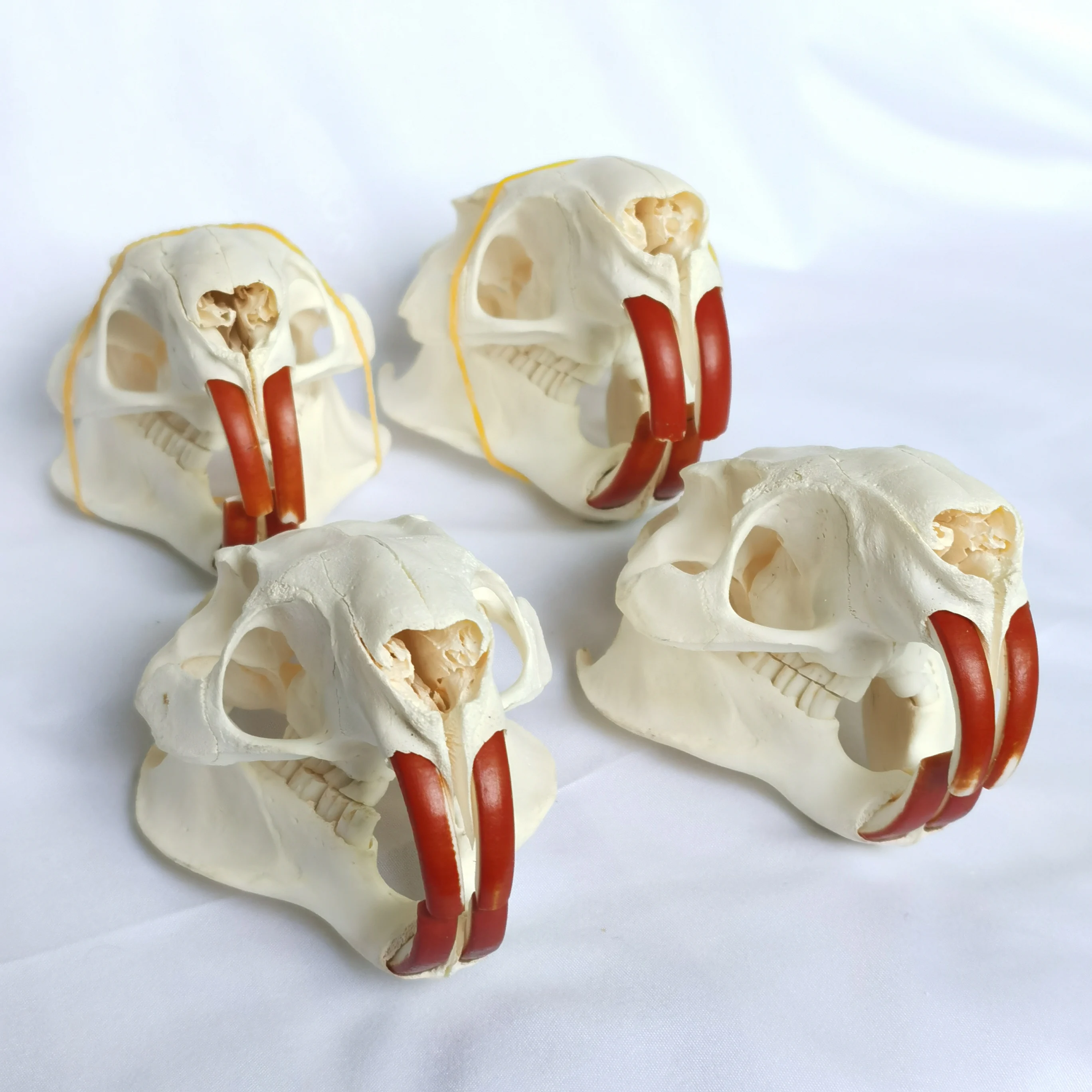 9pcs Real Animal Skull Set van Kat Hond Fox Egel Nutria Raccoon Muskrat Nerts Konijnen Schedel Specimens voor Home Decoratie Collectibles Studie ( Color : Dog