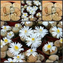 20 шт свежие настоящие литопс карасмонтана V Aiasensis суккулент S~ живые камни S