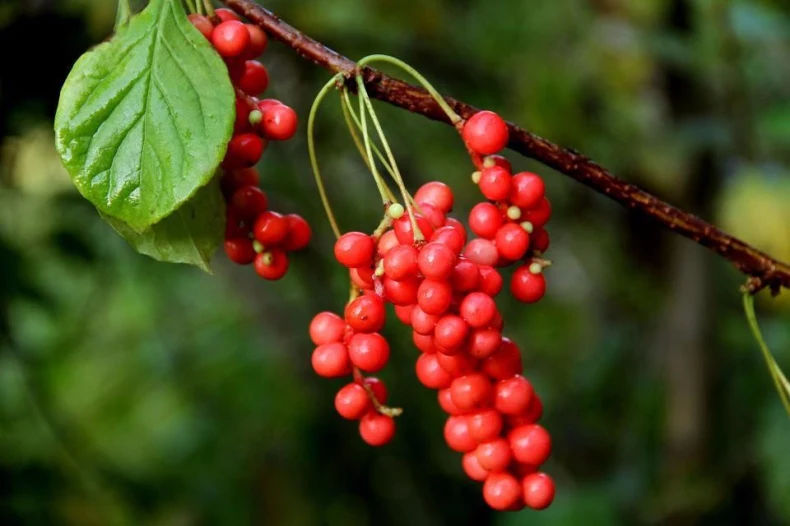 Органический сушеный чай Schisandra Chinensis Wu Wei Zi с пятью вкусовыми ягодными травами wuweizi травяной чай для заботы о здоровье