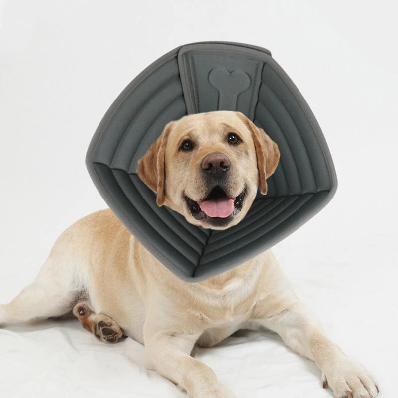 Can Dogs Eat And Drink With E Collar