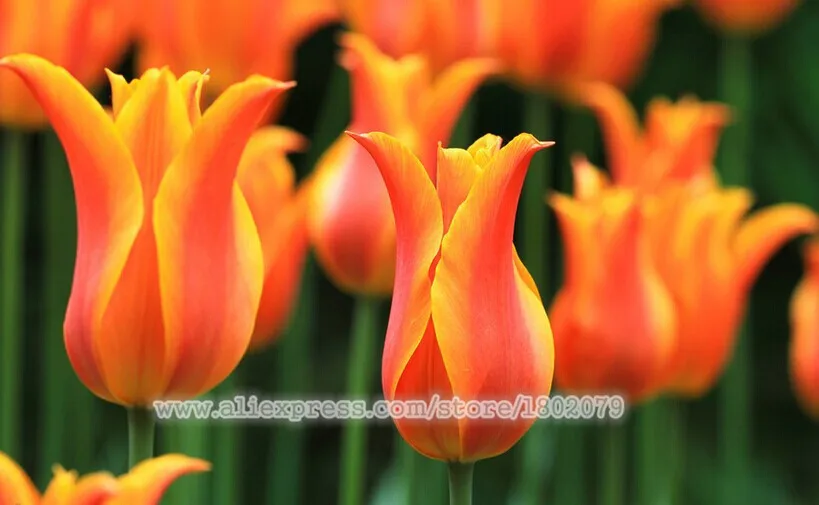 1000 шт Высококачественный цветочный сад, парфюм тюльпан плантас, бонсай Флорес, самое красивое и красочное растение тюльпаны, только для вас - Цвет: 11