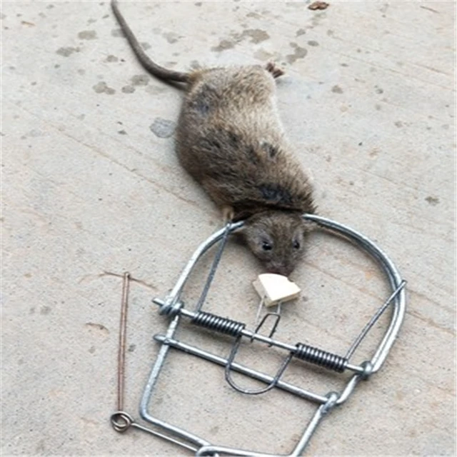 Mousetrap Mouse trap Vole yellow weasel Insect trap Metal materials can be  used repeatedly - AliExpress