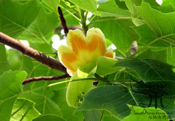 

Liriodendron Chinense Chinese Tulip Tree E-Zhang-Qiu
