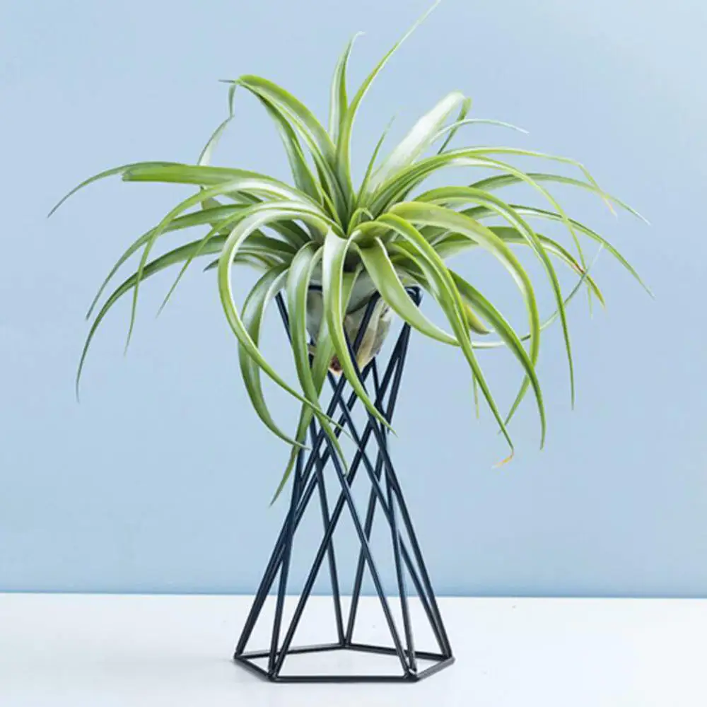 

Air Plant Holder Geometric Hollow Iron Tillandsia Holder Table Desktop Decor