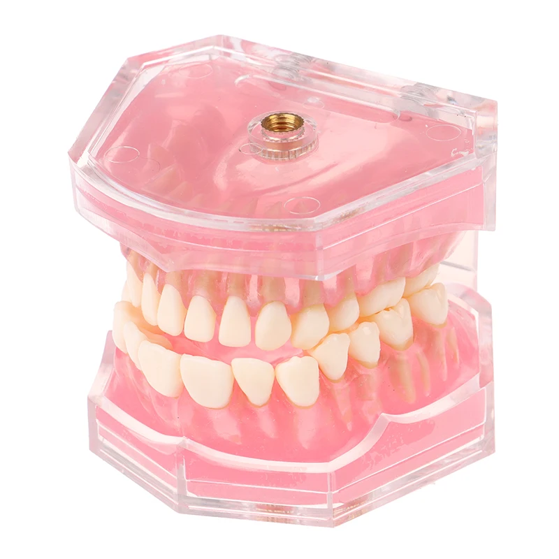 Professional Dental Standard Model With Removable Teeth Dental Study Teach Teeth Model