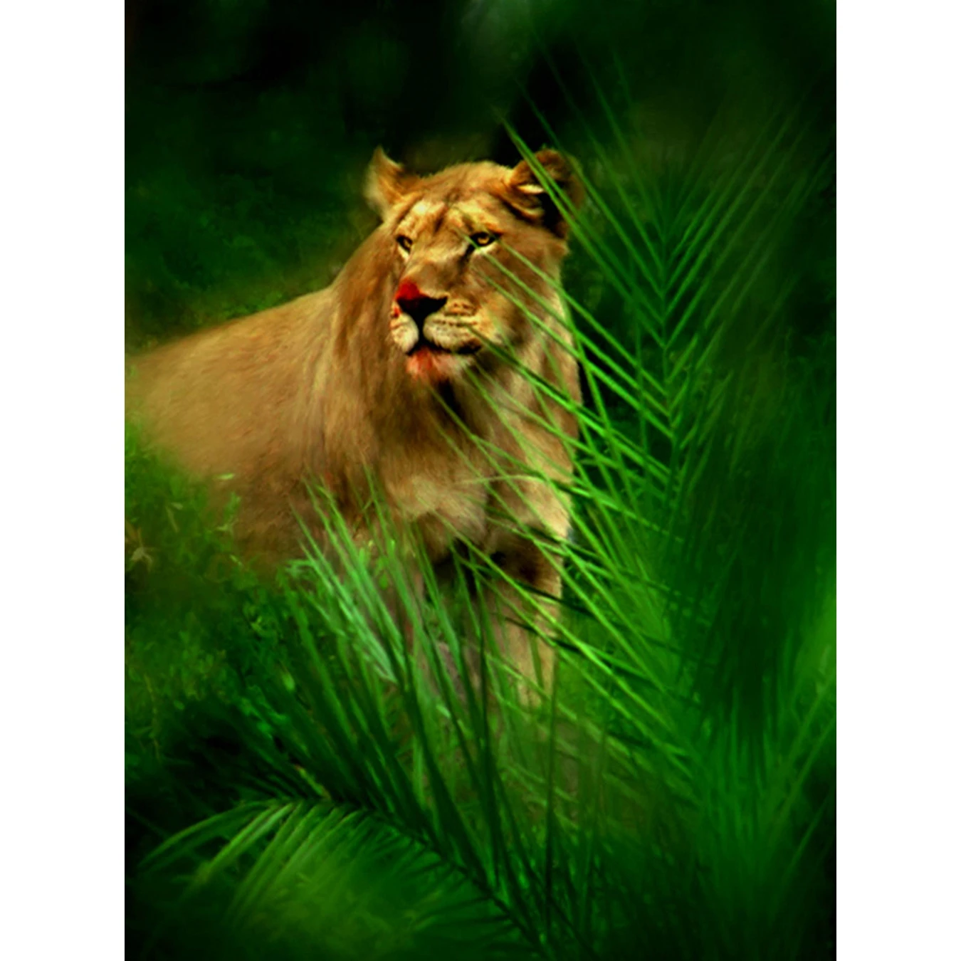 лев в джунглях