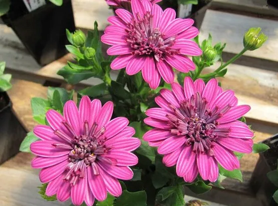 Горячая распродажа! Osteospermum бонсай цветочные горшки синяя Маргаритка цветы для