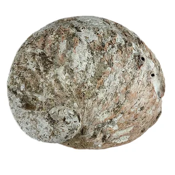 

Natural 16-17cm Sea Beach Abalone Shell Conch Craft Aquarium DIY Home Decoration