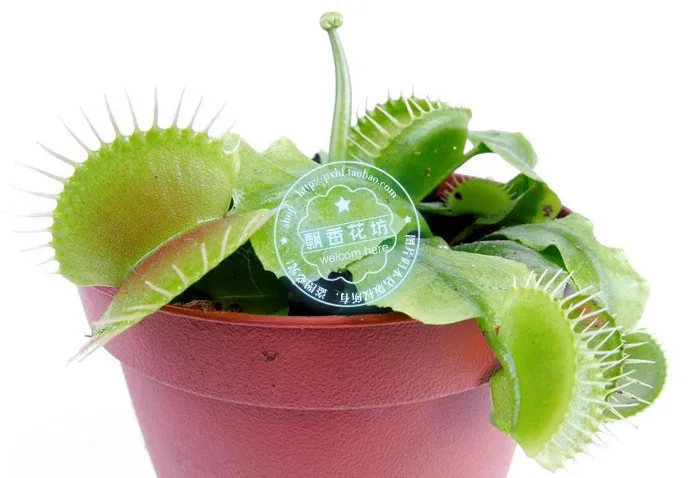 Акция только сегодня!$0,6 получить 2000 шт Dionaea muscipola гигантский зажим Венера Flytrap Сад бонсай растения Цветок Флорес