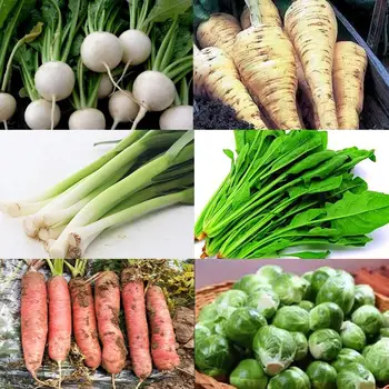

120pcs Mixed Vegetable Seeds Backyard Balcony Garden Kohlrabi Spinach Windbreak Spore Cabbage Garlic Carrot Seeds