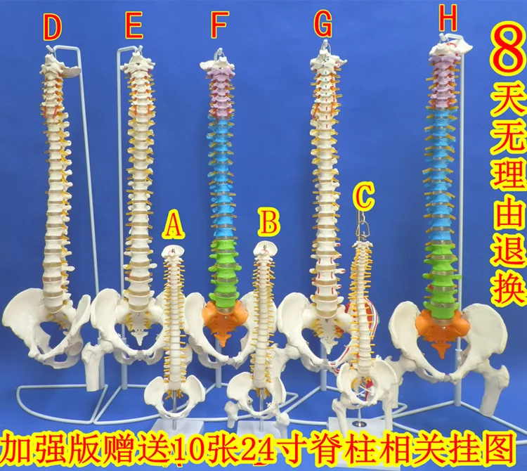 

Human Spine Model 1: 1 Bone-Setting Spine Model Neck Lumbar Vertebra Human Skeleton Model Color Spine Model