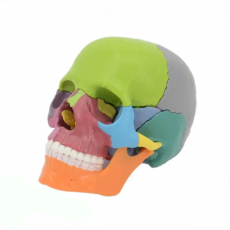15 Parts Disassembled Medical Model 1:2 Human Head Skull Medical Science Teaching Resources