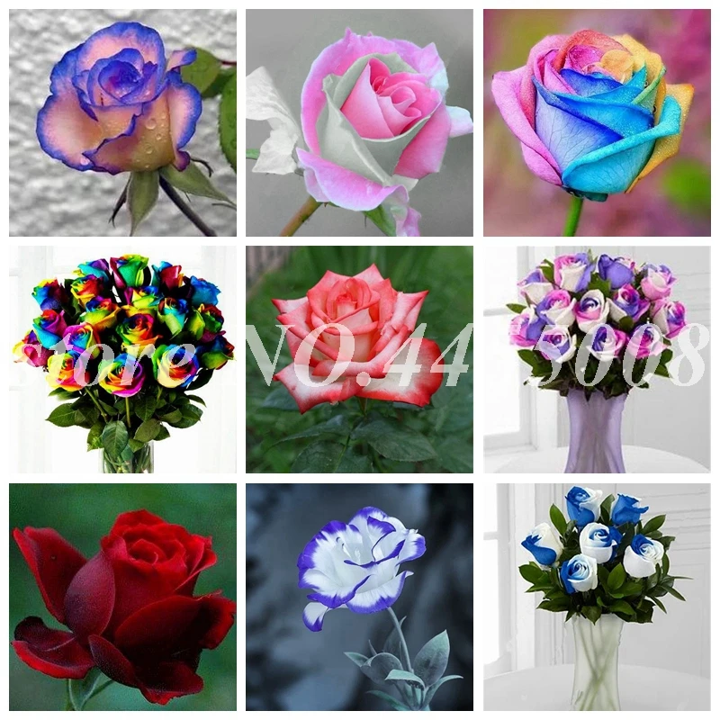 

Strip Shrub Rose Flower Plant 100 PCS Rare Bush Rose Flower Plant Yello Red Pink Purple Garden Bonsai Exotic Popular Garden