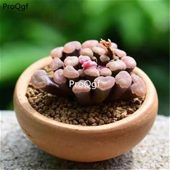 

Ngryise 5 Set Frithia pulchra