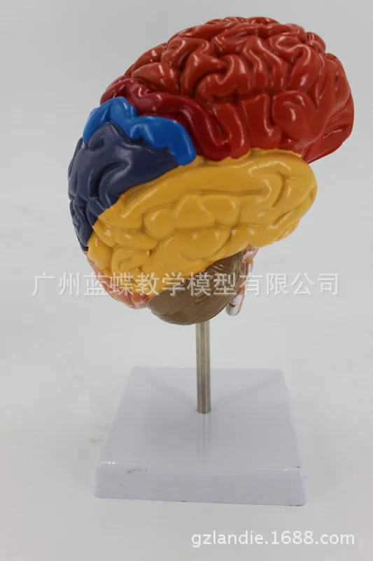 

Brain Model Brain Feature Regional Color Division Model Human Brain Anatomical Model Human Brain Structure Brain Color Division