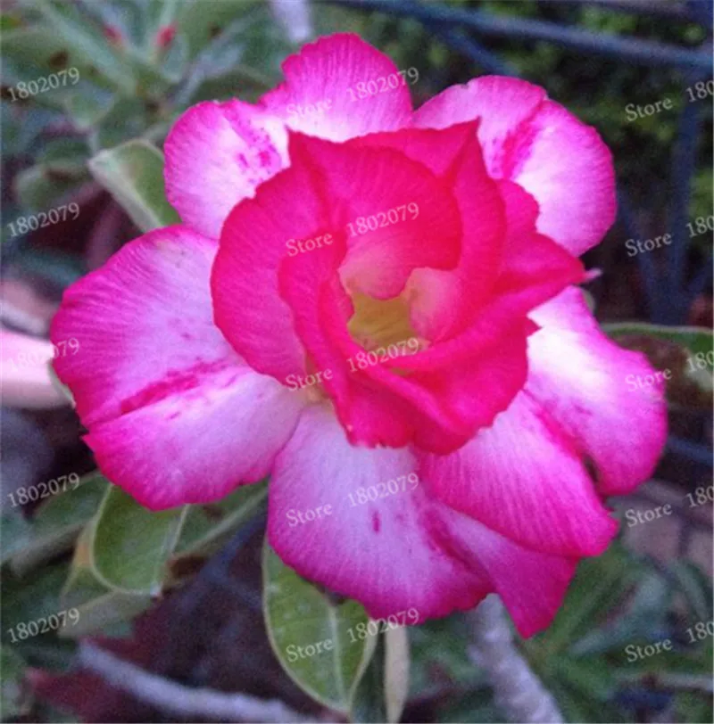 14 Настоящий Adenium obesum flores, 12 шт., растения в виде Розы в пустыне, 100 видов смешанных бонсай, многолетние растения для дома и сада - Цвет: 14