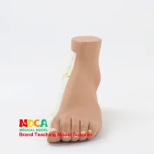 Носообразные ноги высокие-арки ноги коготь ноги суставы анатомическая модель обучения медицине Mjrj004