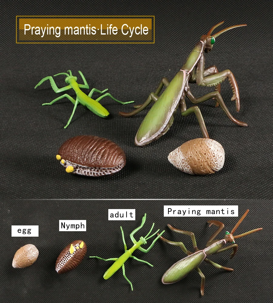 PL127-2430螳螂英文-绿