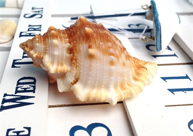 conchas seashell6.jpg