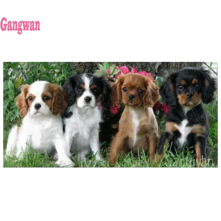large cavalier king charles spaniel