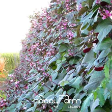 100 шт./упак. Большая распродажа! Majestic hyacinth vine сертифицированные органические, фиолетовые цветы, быстрорастущие, съедобные растения, овощные бонсай