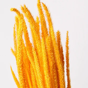 

1 Bouquet Spirit Grass Dried Flower Natural Plant Shooting Props Wedding Event Home Decoration