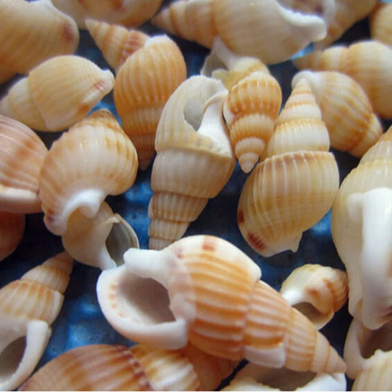 

100PCS Small Natural Seashells Conch Beach Decor Craft DIY Fish Tank Seashells Conch Embellishment beach wedding decorations