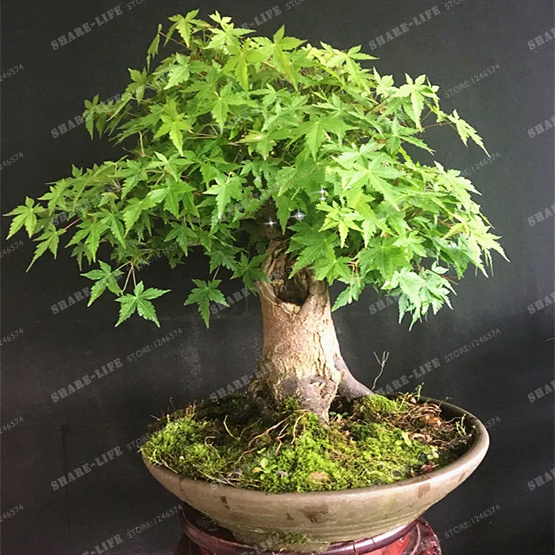 Зеленый Бонсай кленовое дерево бонсай мини acer Palmatum Thunb бонсай дерево для комнатных растений можно поставить на офисный стол 20 шт